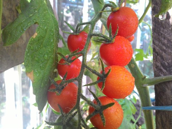 Уход за помидорами в июле и августе