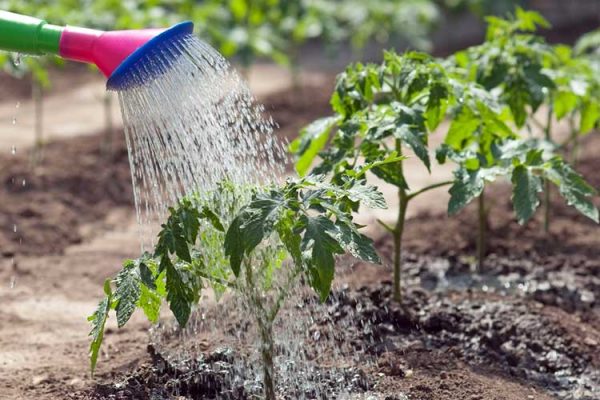 Правильный полив овощей в огороде. Как и сколько поливать?