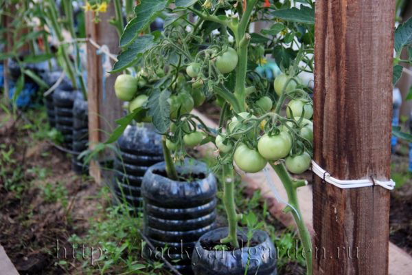 Правильный уход за помидорами в августе