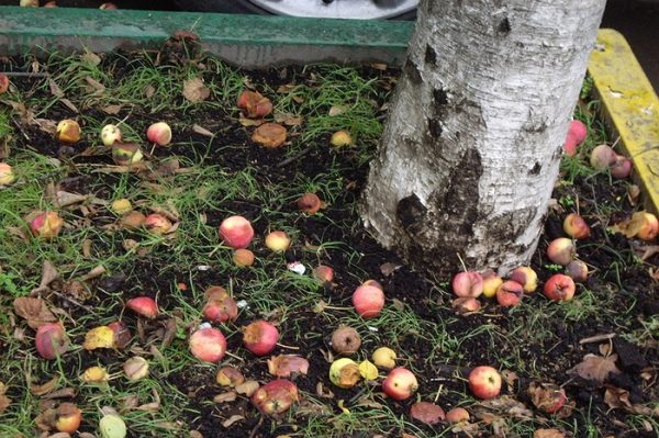 Куда убирать гнилые яблоки с участка