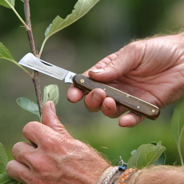 Уноси готовенького: пять инструментов для обрезки растений осенью