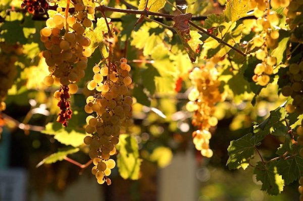 Правильный уход за виноградом в осенний период