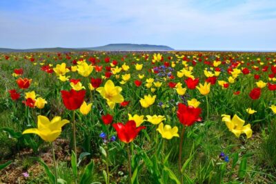 Дикая красота: в Крыму цветут тюльпаны Шренка