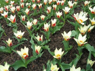 Картинки по запросу Ботанические тюльпаны