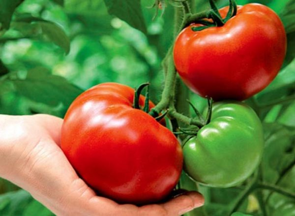 Как ускорить созревание томатов в 3 раза?  Все секреты выращивания томатов!