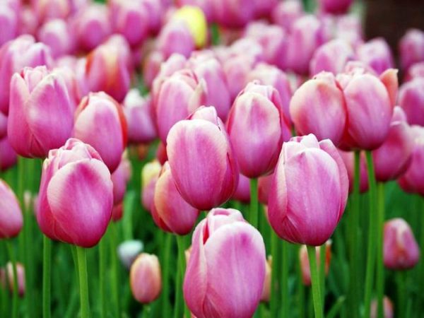 Посадка тюльпанов весной и осенью, как и когда сажать?