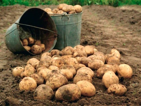Время сбора урожая картофеля, или Когда можно выкапывать картошку?