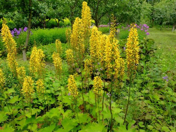 Бузульник – простое и красивое растение для осеннего сада