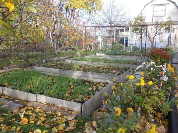 Обработка почвы осенью в саду. Какие работы нужны в этот период?