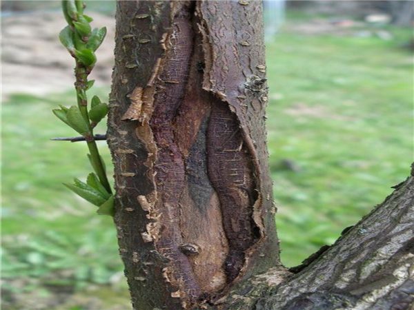 Чем обработать раны на деревьях