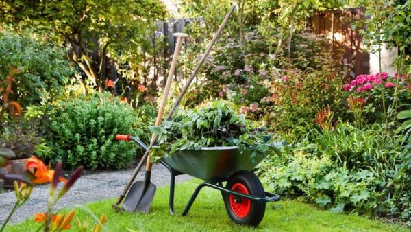 Советы садоводам, как правильно ухаживать за садом в осенние дни