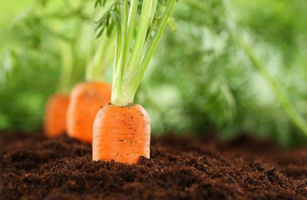 Как правильно посадить морковь и другие культуры под зиму