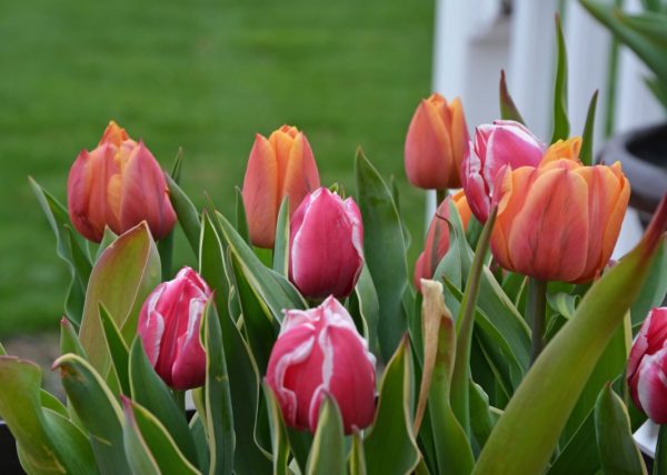 Тюльпаны – ТОП полезных секретов по выращиванию