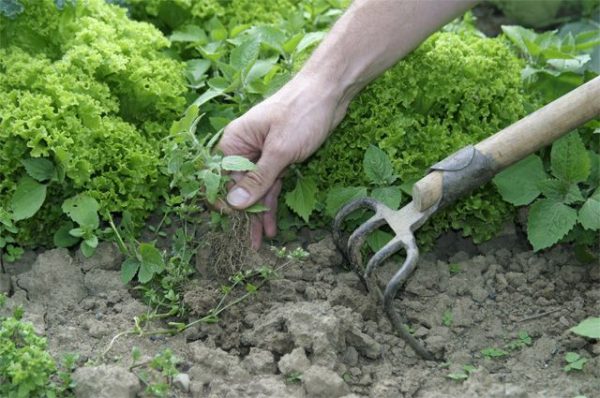 Как полностью уничтожить сорняки на своем участке — полезные советы садоводам
