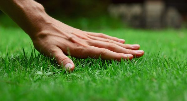 Свежесть и красота травяного газона. Как правильно ухаживать и какие бывают газоны?