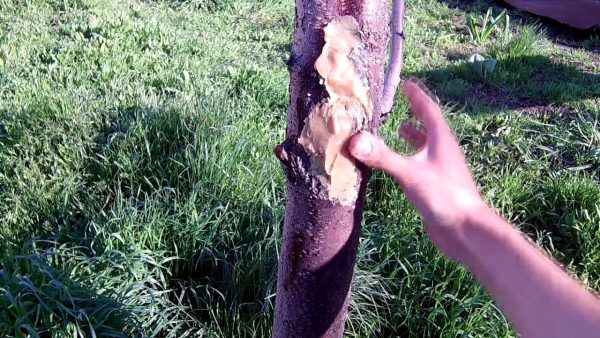 Как вылечить раны деревьев