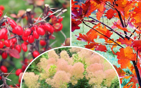 Украшение осеннего сада: деревья и кустарники с яркой листвой
