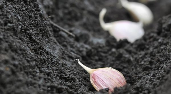 Как посадить озимый чеснок правильно? Все секреты выращивания нового урожая