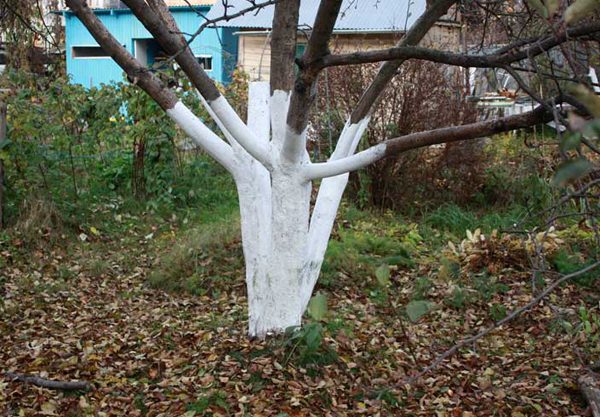 Правила подготовки садовых деревьев к наступлению холодов