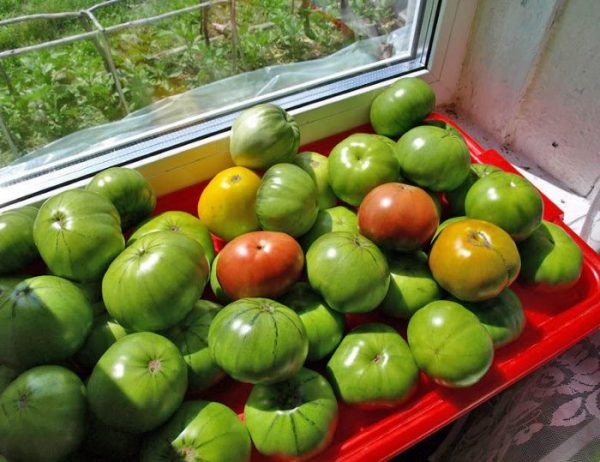 Как в домашних условиях ускорить созревание томатов.