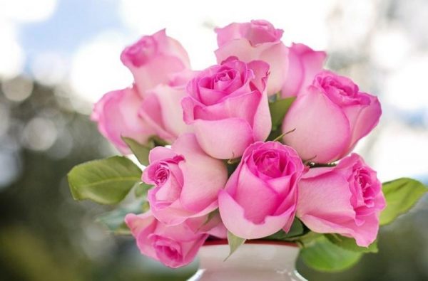 Все, что необходимо знать об осенней посадке розовых кустов