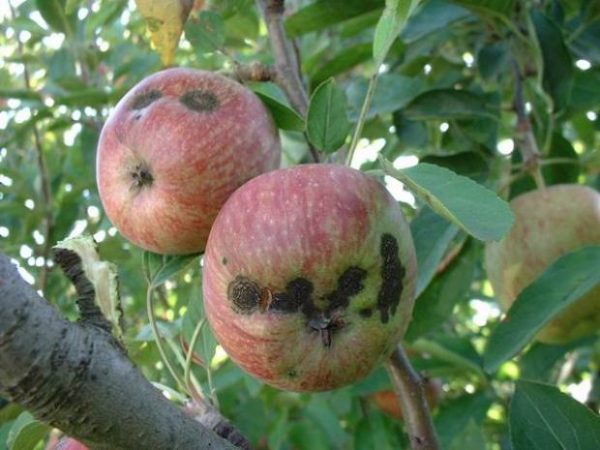 Почему пропадают яблоки на деревьях?