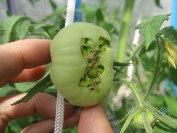 Некоторые виды болезней томатов — основные признаки, описание