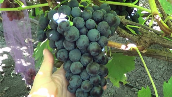 Статья о винограде: Чтобы виноград не болел