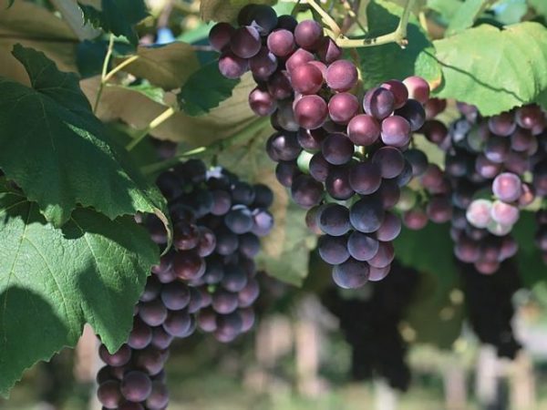 Виноград – искусство формирования виноградной лозы