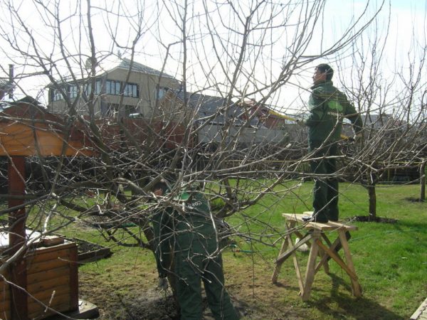 Травмы, которые деревья могут получить зимой