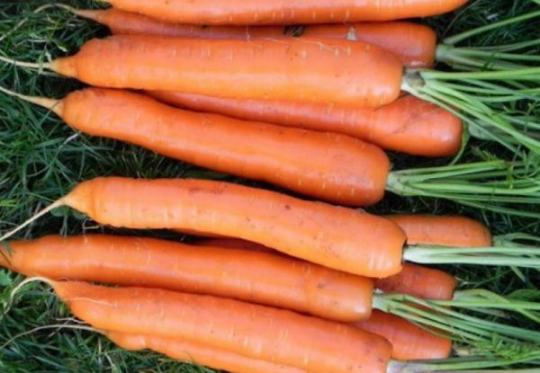 Правильный выбор сорта моркови – гарант отличного урожая