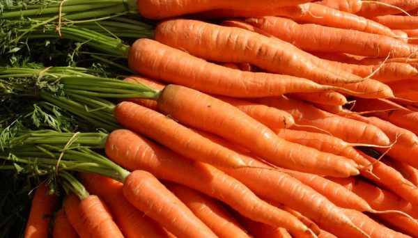 Получаем большой урожай моркови при посеве под зиму