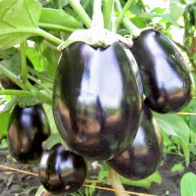 Баклажан Марципан Купить Семена