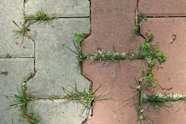 Несколько способов очищения дорожки из тротуарной плитки травы и мха