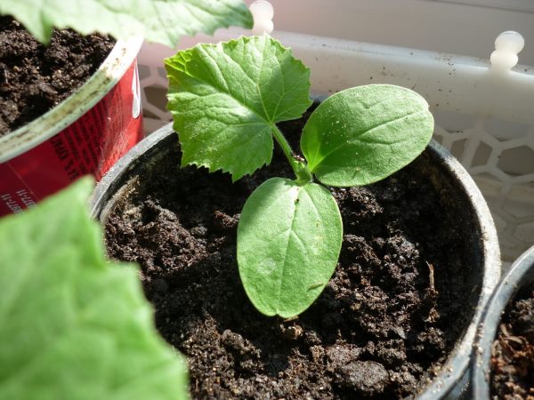 Почвенный состав для выращивания кабачков. Какая почва принесет больший урожай?