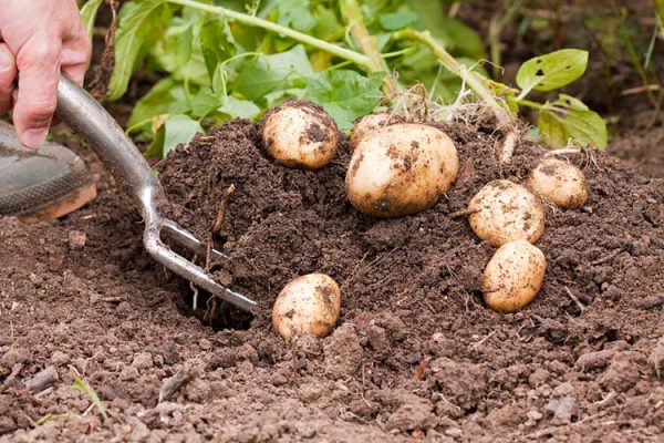 Уборка картофеля — хитрости и секреты сбора урожая. Когда убирать картофель?