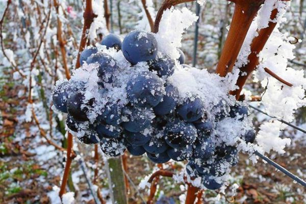 Как укрыть и сохранить виноградную лозу зимой? Легкий и надежный способ