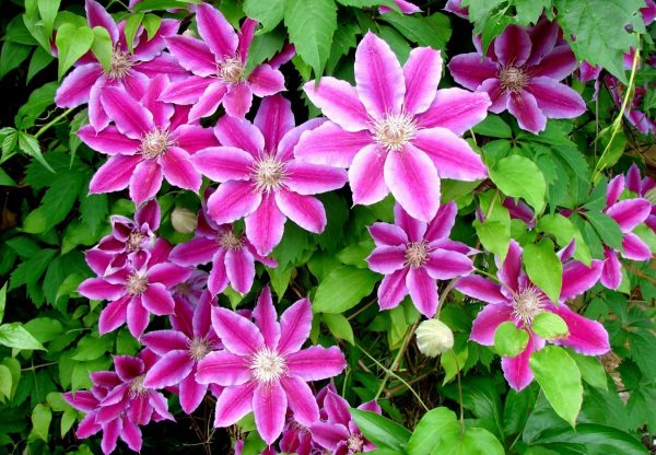 Клематис – цветок, требующий правильной обрезки на зиму!