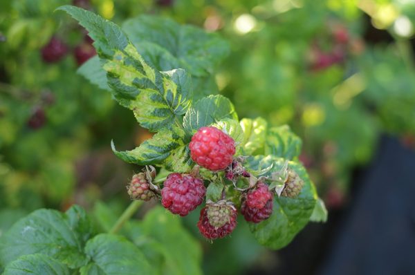 Готовим ягодные кустарники к зимовке. Предостережения и советы