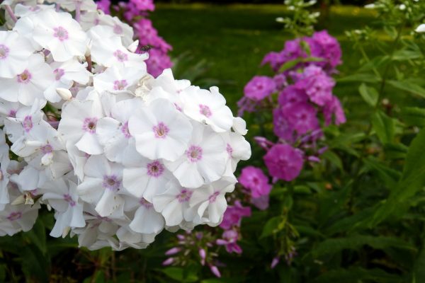 Пышное цветение многолетних флоксов – достойное украшение сада