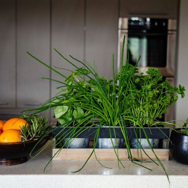 Осенняя пересадка зелени с огорода в дом — витаминный конвейер