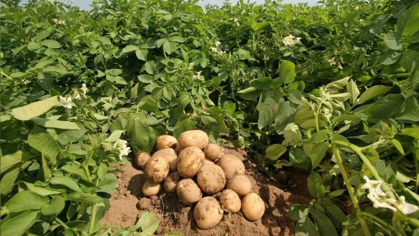 Выращивание суперэлитного картофеля на собственной грядке