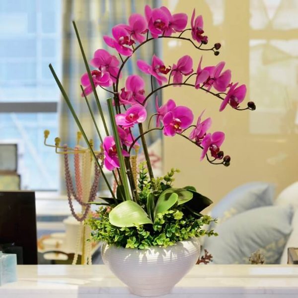Новая орхидея. Что обязательно нужно сделать после покупки орхидеи?