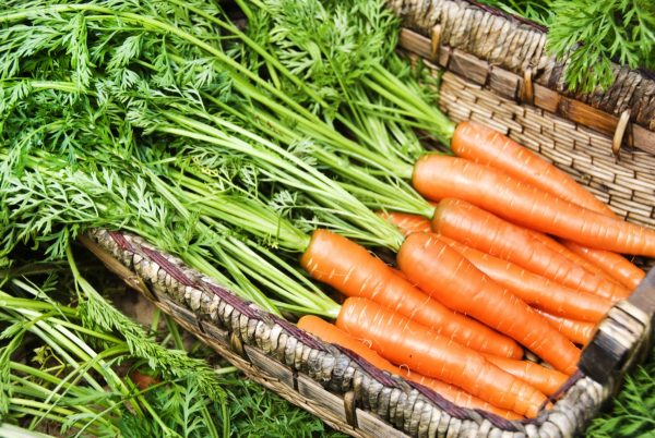 Сбор урожая и правильное хранение моркови
