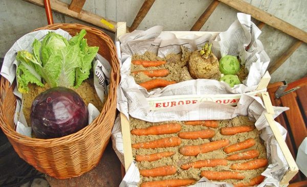 Правильное хранение овощей зимой. Как сохранить овощи свежими всю зиму?