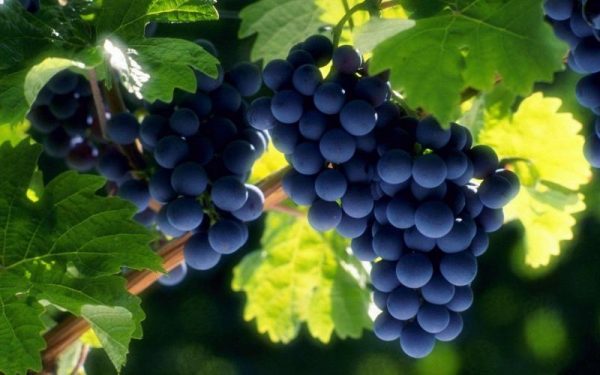 Когда и чем удобрять виноград