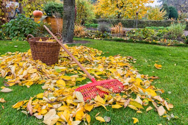 Осенний листопад в саду. Что делать с опавшей листвой на даче?