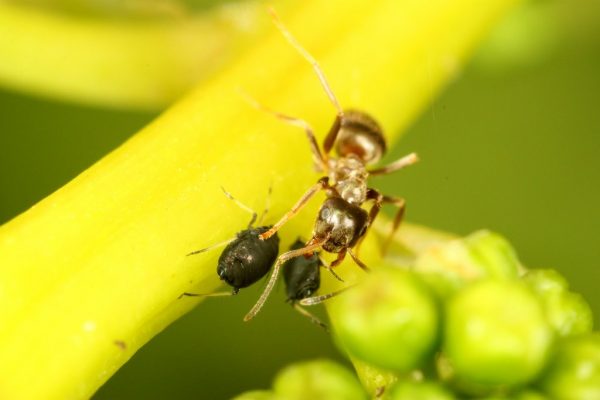 Вредны ли муравьи и как с ними бороться?