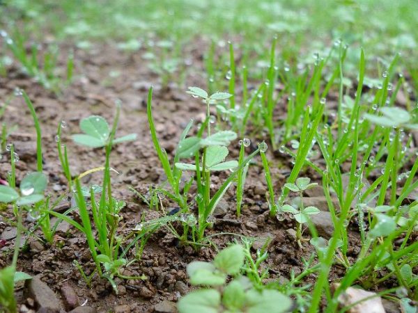 Улучшаем почву без перекопки. Какие сидераты сеять осенью?