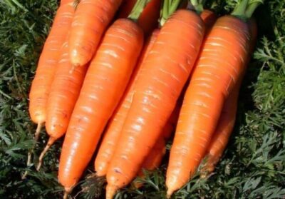 Картинки по запросу Сорта моркови «Королева осени»